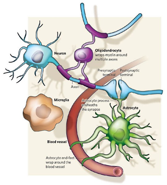 Neuroscience: Glia — more than just brain glue.jpg